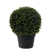 Buis Sempervirens Pot H60cm