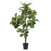 Ficus Lyrata Stam Pot H198cm