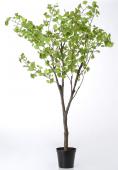 Gingko Royal Pot H235cm