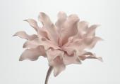 6 Fleurs Cumbia Rose Poudré 50cm