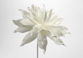 6 Fleurs Villa Blanc H70cm
