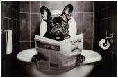 Cadre Bulldog Verre Trempé 120cm