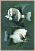 Toile Cadre Poissons Emeraude 60*90