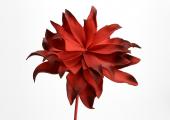6 Fleurs Villa Rouge H70cm
