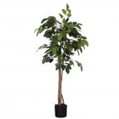 Ficus Banian Pot 180cm