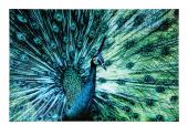 Décoration Murale Peacock Verre Trempé 120*80