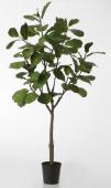 Ficus Lyrata Pot H198cm