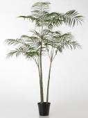 Palmier Royal Pot H215cm