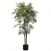 Erable Japonica Pot H198cm