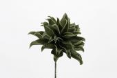 6 Fleurs Villa Kaki H70cm