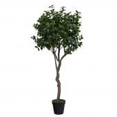 Laurier d'Apollon Pot H210cm