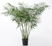 Palmier Areca Pot H200cm