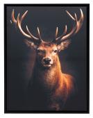 Toile Cadre "Cerf dans la Nuit" 60*80