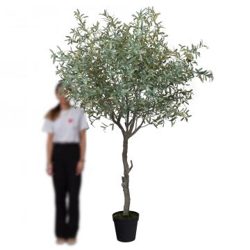 Olivier Provençal Pot H245cm