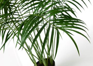 Palmier Areca Pot H200cm