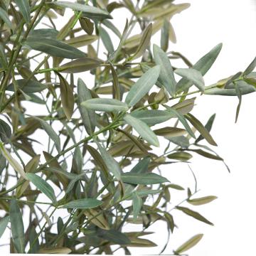 Olivier Provençal Pot H245cm