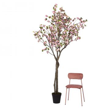 Cerisier Superba Pot H280cm