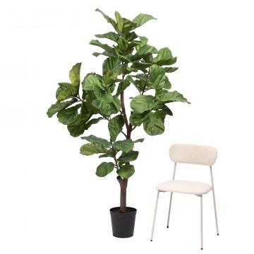 Ficus Lyrata Stam Pot H198cm