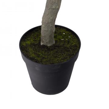 Olivier Provençal Pot H245cm
