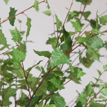 Arbre Bucida Buceras Pot H240cm