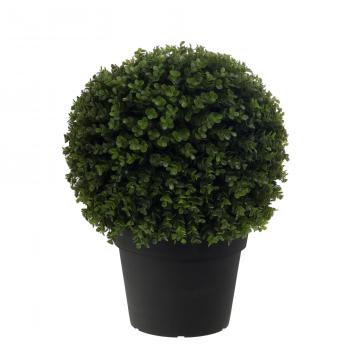 Buis Sempervirens Pot H60cm