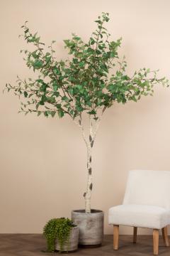 Bouleau Betula Pot H226cm
