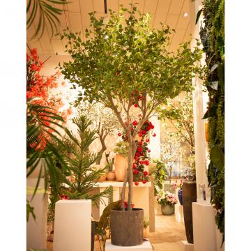 Bouleau Héritage Pot H310cm