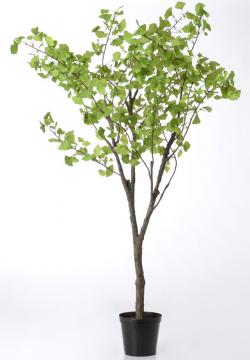 Gingko Royal Pot H235cm