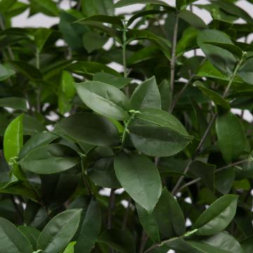 Laurier d'Apollon Pot H210cm