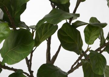 Ficus Lyrata Pot H198cm