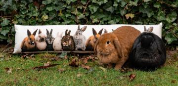 Boudin de Porte Lapins