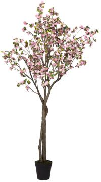 Cerisier Superba Pot H280cm