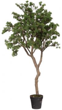 Pin Pinea Vert Pot H230cm