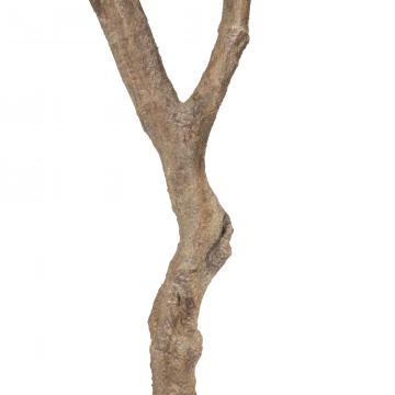 Pin Pinea Vert Pot H230cm