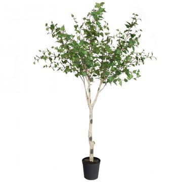 Bouleau Betula Pot H226cm