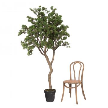 Pin Pinea Vert Pot H230cm