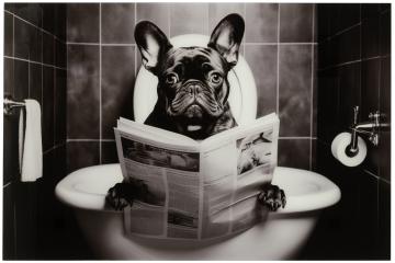 Cadre Bulldog Verre Trempé 120cm