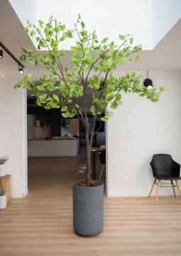 Gingko Royal Pot H235cm