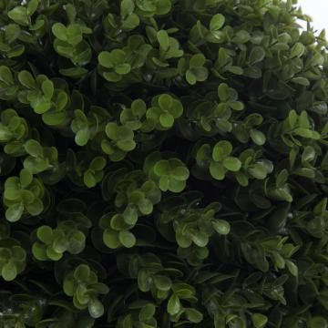 Buis Sempervirens Pot H60cm