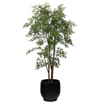Erable Japonica Pot H198cm