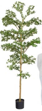 Arbre Bucida Buceras Pot H240cm