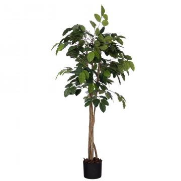 Ficus Banian Pot 180cm