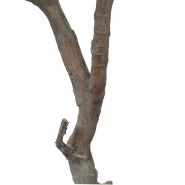 Olivier Provençal Pot H245cm