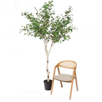 Bouleau Betula Pot H226cm