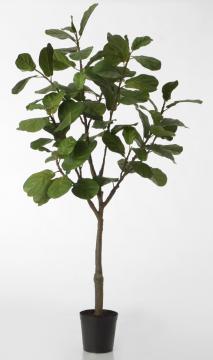 Ficus Lyrata Pot H198cm