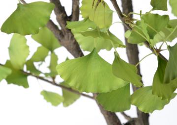Gingko Royal Pot H235cm