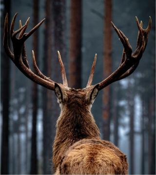 Tableau Cerf en Forêt 84*124