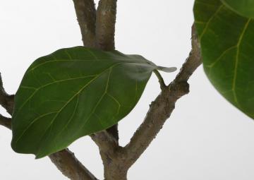 Ficus Lyrata Pot H198cm