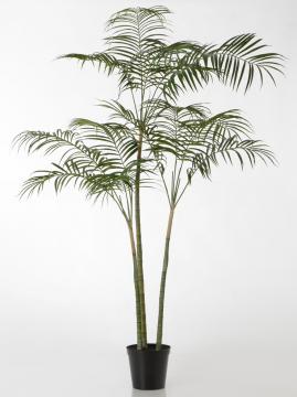 Palmier Royal Pot H215cm