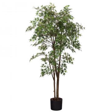 Erable Japonica Pot H198cm